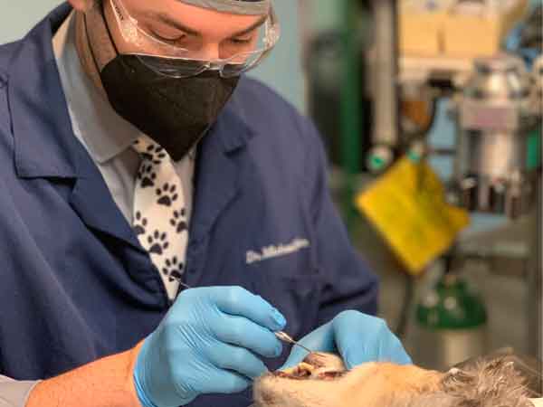 Lakewood Animal Hospital Two Stage Dental Procedure